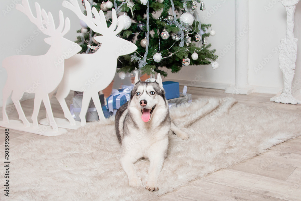 Husky breed dog lies on a fur carpet under a Christmas tree. Husky breed dog lies on a fur carpet under a Christmas tree.