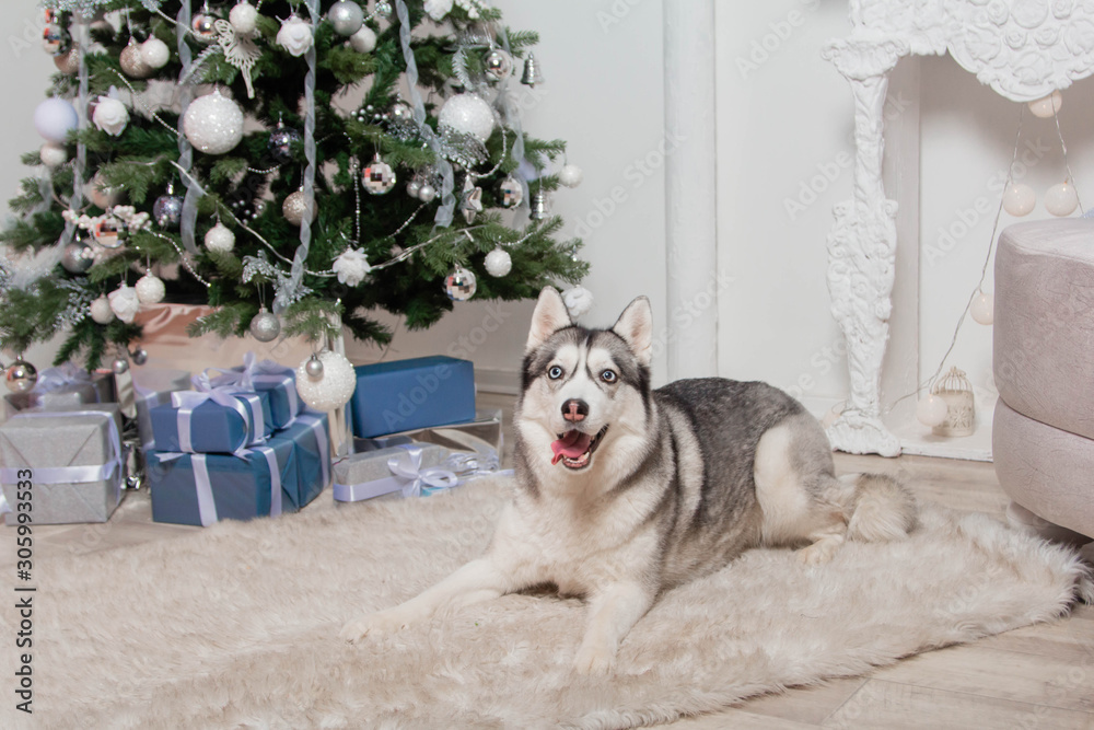 Husky breed dog lies on a fur carpet under a Christmas tree.