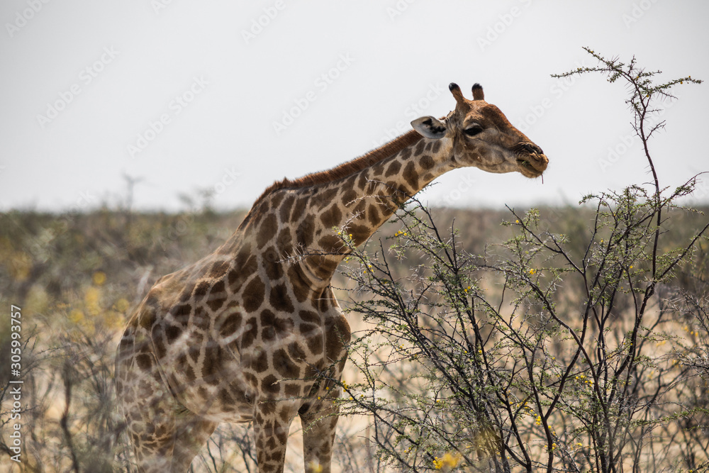 Obraz premium Giraffe beim Essen
