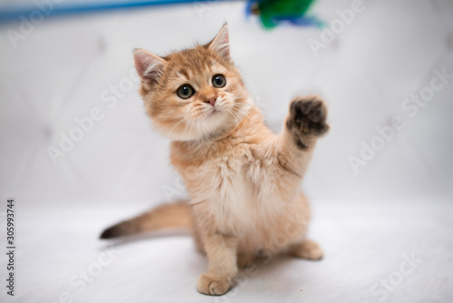 kitten scottish british cat burma munchkin animals