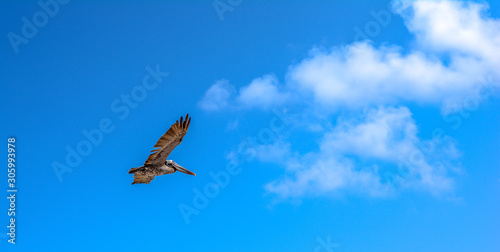 Lone pelican in flight with blue sky background