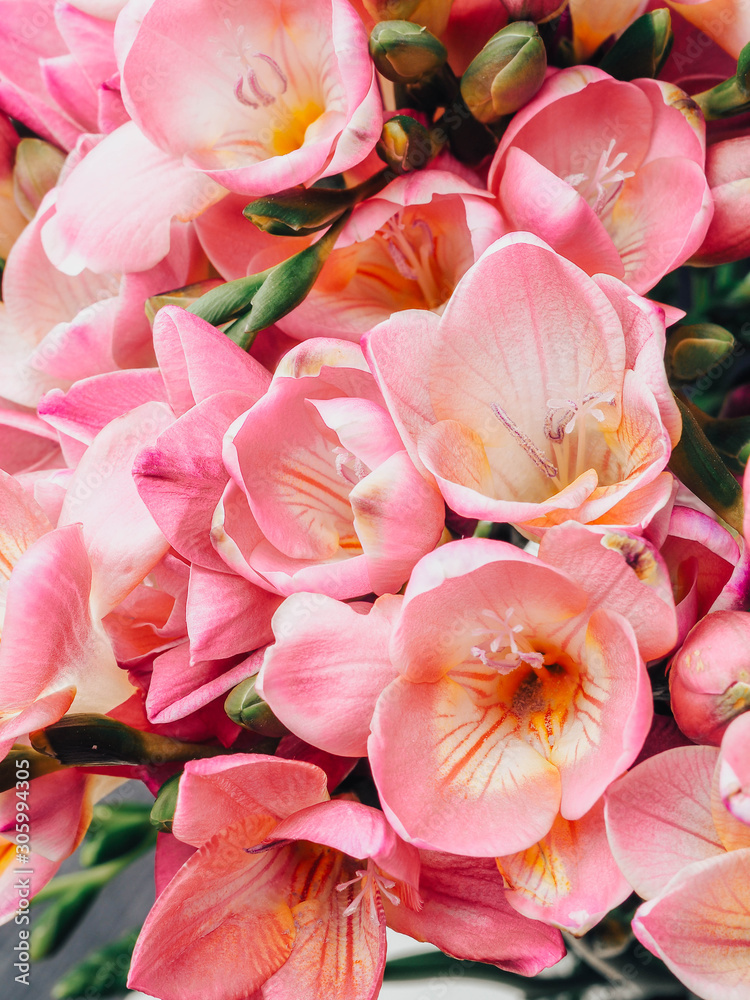 bloom of pink freesias flowers, greeting card for summer or spring holidays bloom of pink freesias flowers, greeting card for summer or spring holidays
