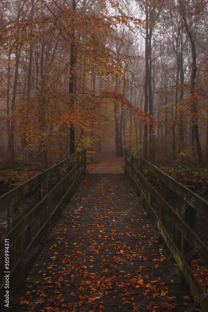 Wooden bridge leads in to a foggy forest