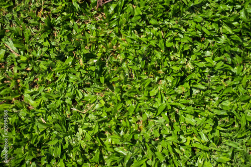 Photos Green leaves background. Grama bahiana. Grass.