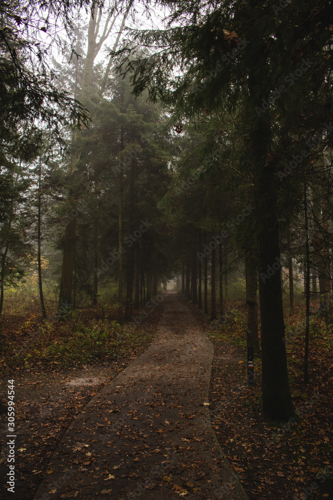 Fototapeta premium Path leading into the foggy forest