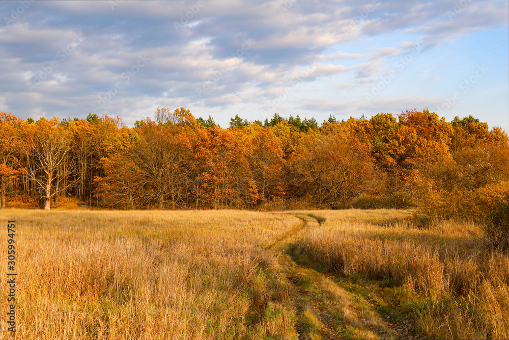 Beautiful road to the autumn forest. Indian summer Beautiful road to the autumn forest. Indian summer