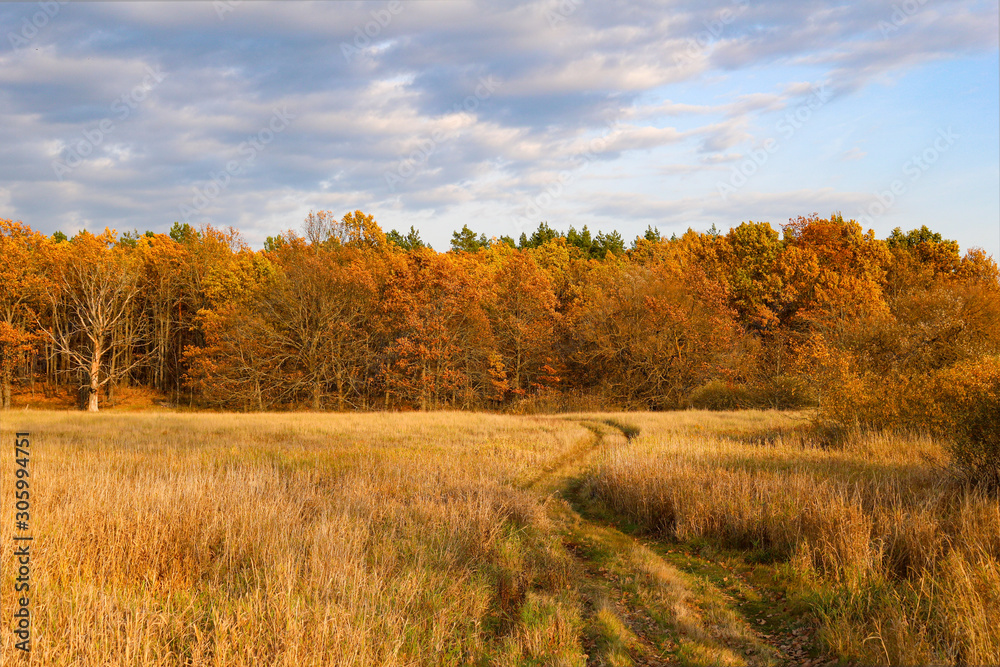 Beautiful road to the autumn forest. Indian summer