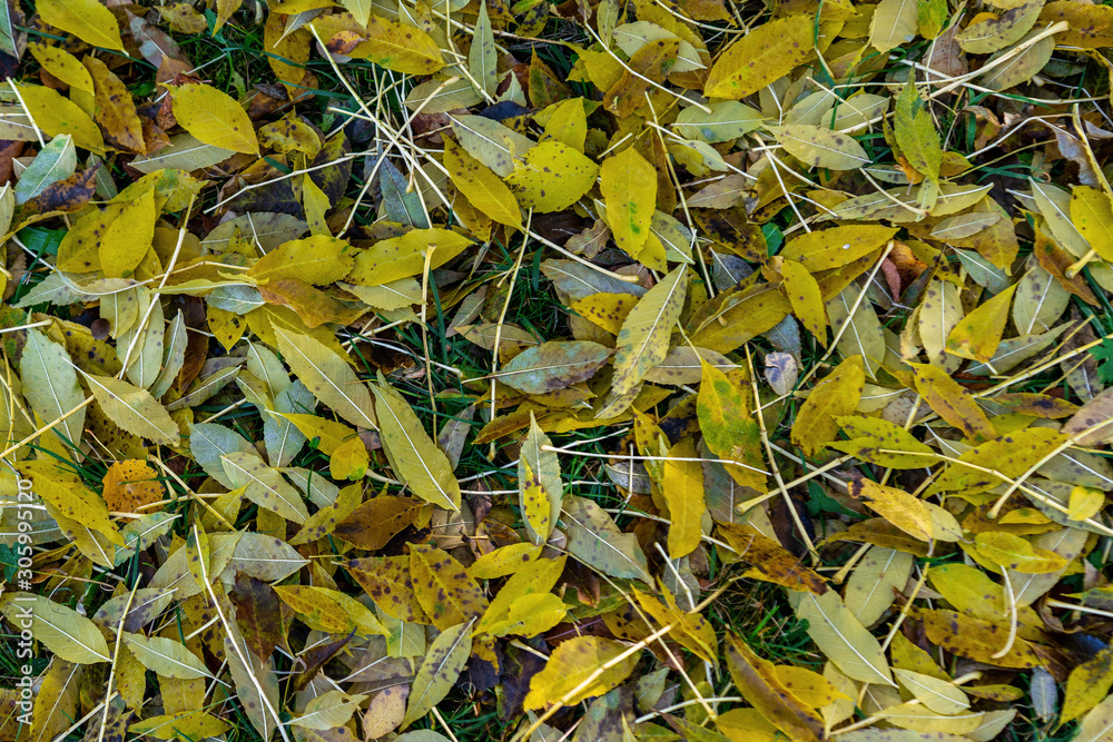 Autumn colours - beautiful close up shot of yellow coloured leaves