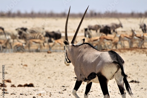 Oryx antelope on his way to a waterhol at etosha nationalpark