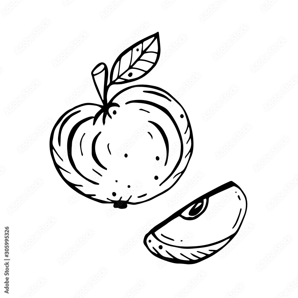 Apple fruit isolated on white background. Hand drawn doodle vector sketch. Coloring page, Coloring book. Contour. Single hand drawn apple for greeting cards, posters, recipe, culinary design. Apple fruit isolated on white background. Hand drawn doodle vector sketch. Coloring page, Coloring book. Contour. Single hand drawn apple for greeting cards, posters, recipe, culinary design.