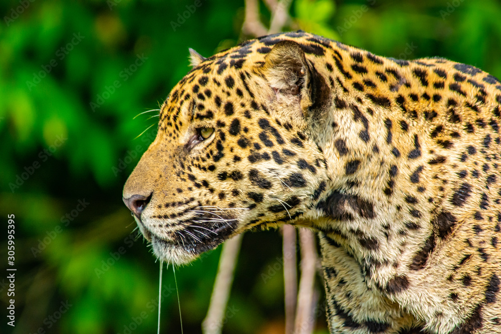 Fototapeta premium portrait of jaguar