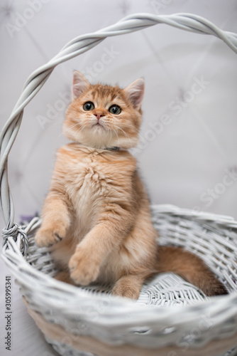 kitten scottish british cat burma munchkin animals