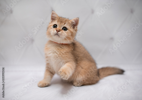 Wallpaper Mural kitten scottish british cat burma munchkin animals Torontodigital.ca