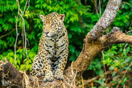Fototapeta Naklejka Na Ścianę i Meble -  jaguar sitting in tree