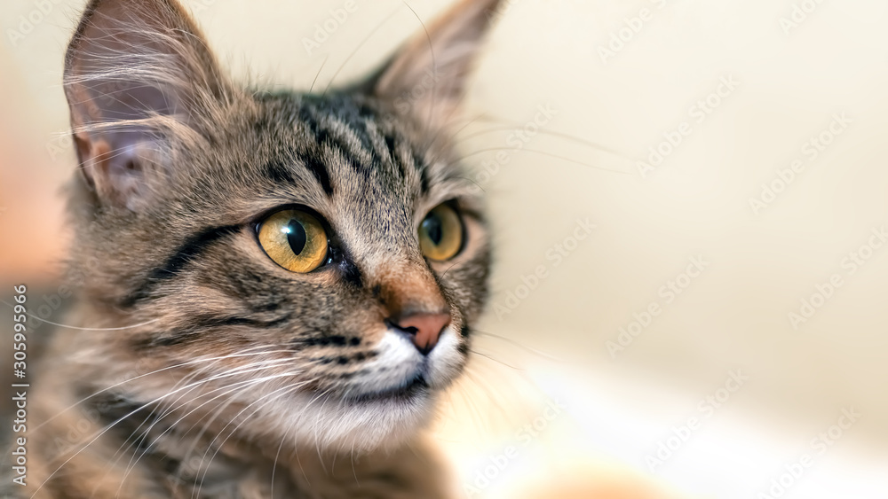 Cute tabby cat with yellow eyes and long whiskers. Close-up portrait of a beautiful cat