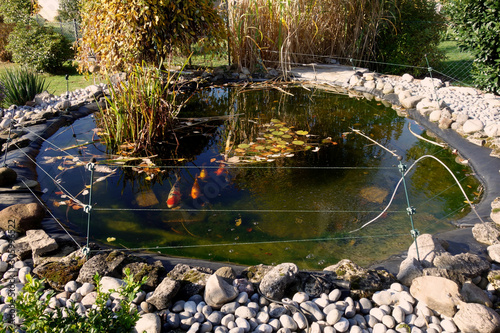Fototapeta Naklejka Na Ścianę i Meble -  Ein Teich im Garten mit Kois -  a pond in the garden with koi