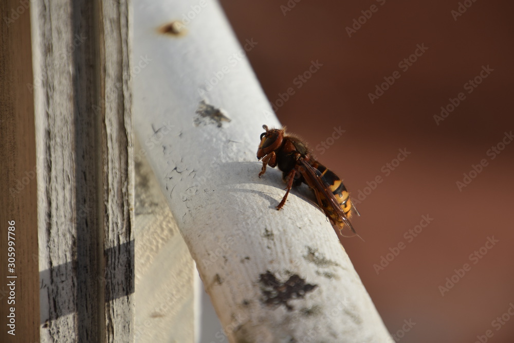 An european hornet (vespa crabro) An european hornet (vespa crabro)