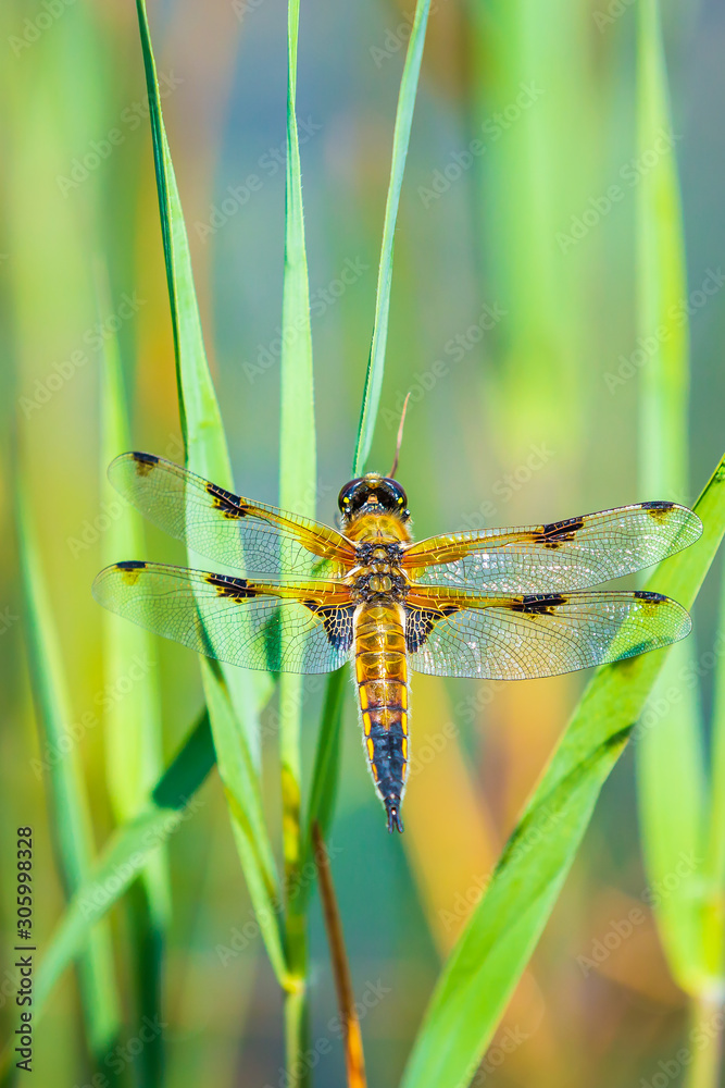 Naklejka premium Close-up of a four-spotted chaser dragonfly insect, Libellula quadrimaculata