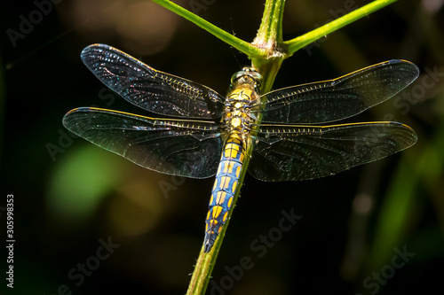 Female Black-tailed skimmer, Orthetrum cancellatum, closeup photo