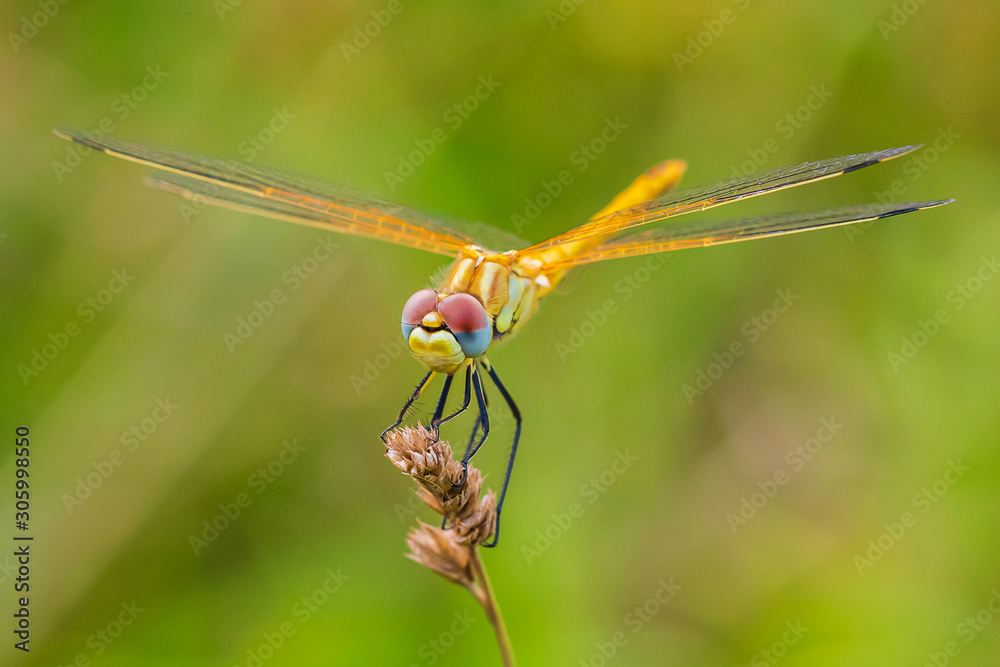 Sympetrum fonscolombii, Red-veined darter or nomad resting on vegetation Sympetrum fonscolombii, Red-veined darter or nomad resting on vegetation