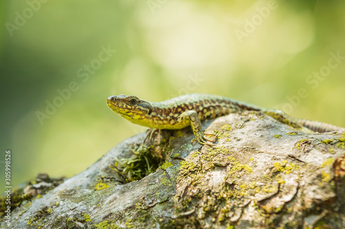 Podarcis muralis, common European wall lizard, resting in sunlight