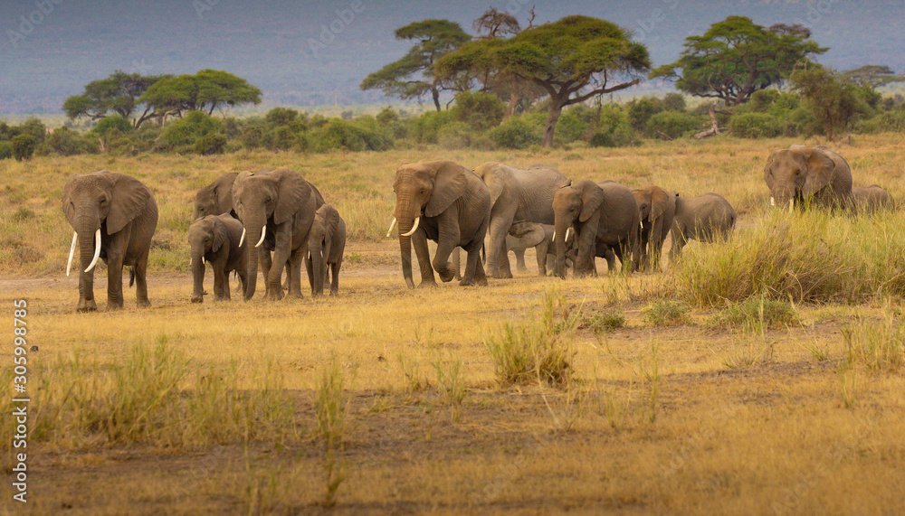 A herd of Elephants in file heading to water in Amboseli Kenya Africa