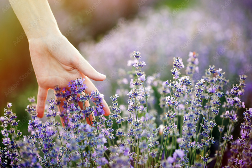 Fototapeta woman's hand touching lavender, 'feeling nature'