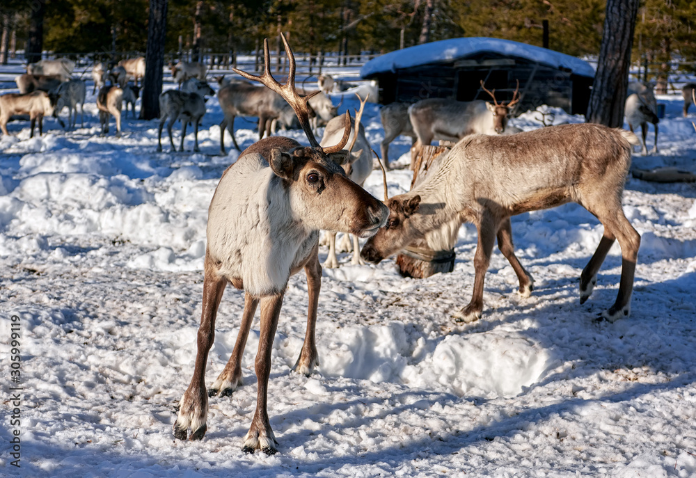 Reindeer on a reindeer farm in Siberia Reindeer on a reindeer farm in Siberia