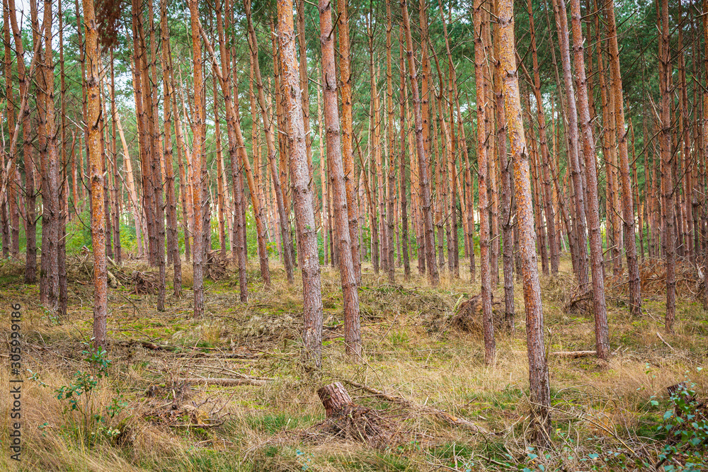 Naklejka premium Spruce trees forest on a sunny day