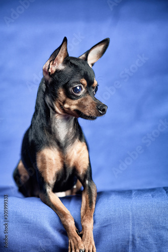 Toy terrier in a photo studio on a blue background.