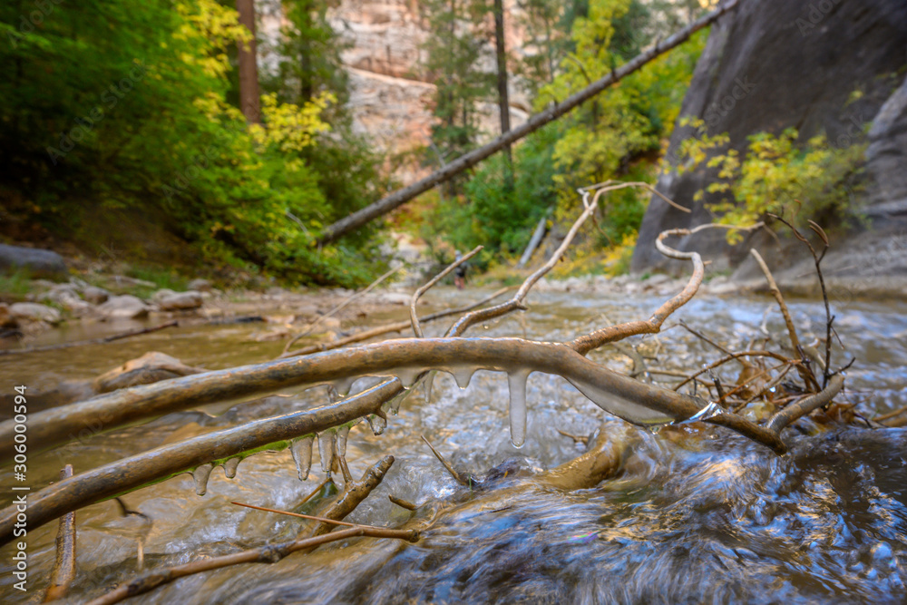Ice Clings to Branch Above Virgin River Ice Clings to Branch Above Virgin River
