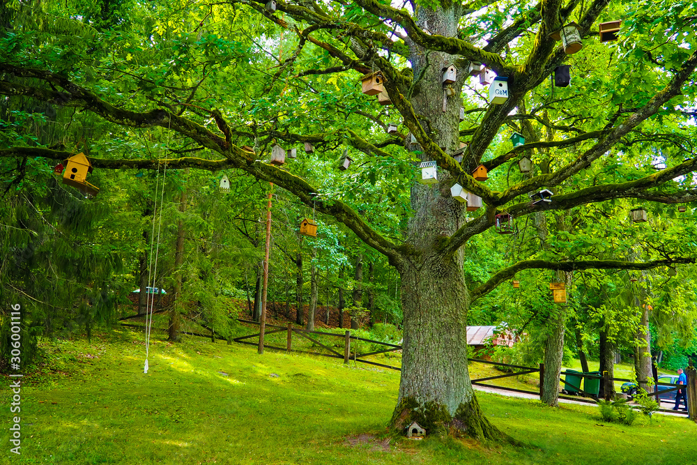 A large green tree and many birdhouses, Latvia.