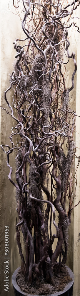 Beautiful dry tree in a tub. The branches of the tree intertwined in a bizarre pattern. The branches are sinuous and stylish. Beautiful dry tree in a tub. The branches of the tree intertwined in a bizarre pattern. The branches are sinuous and stylish.