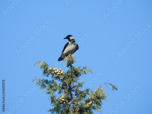 Lonely Bird