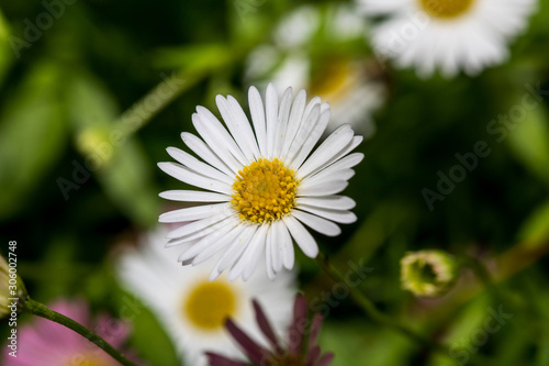 Macro shot of a daisy
