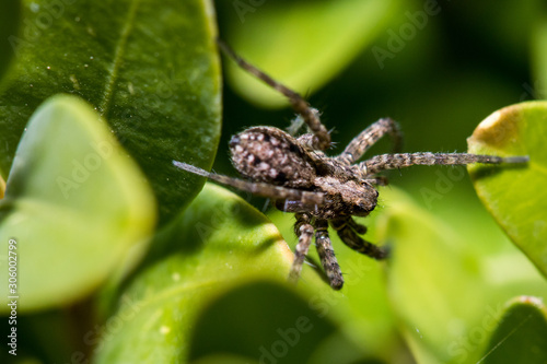 Macro shot of a spider in a boxwood plant