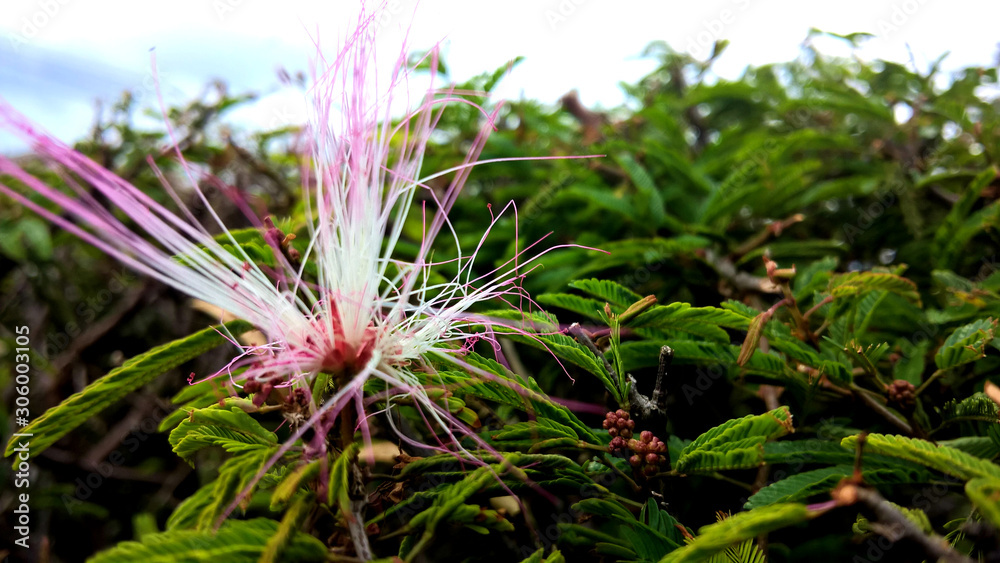 Flor Flor
