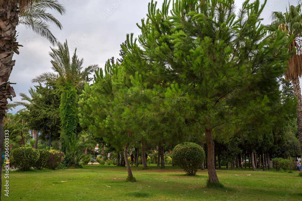 Tropical summer landscape. Green lawn with beautiful trees and palms in the park on the sea resort. Tropical summer landscape. Green lawn with beautiful trees and palms in the park on the sea resort.