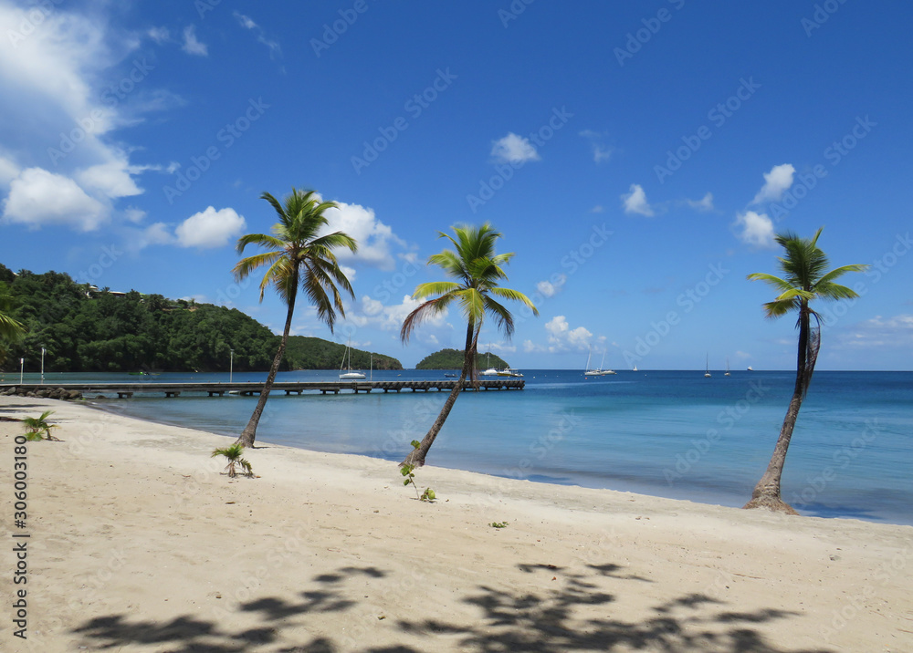 Palm tree and turquoise water in beautiful  beach in Martinique, French west indies. Antilles, Caribbean sea