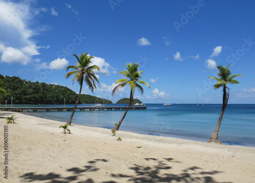 Fototapeta Naklejka Na Ścianę i Meble -  Palm tree and turquoise water in beautiful  beach in Martinique, French west indies. Antilles, Caribbean sea
