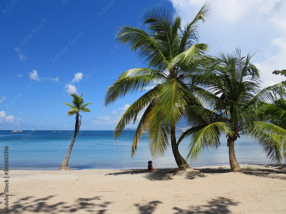 Palm tree and turquoise water in beautiful  beach in Martinique, French west indies. Antilles, Caribbean sea