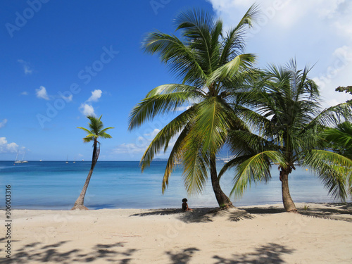Palm tree and turquoise water in beautiful  beach in Martinique  French west indies. Antilles  Caribbean sea