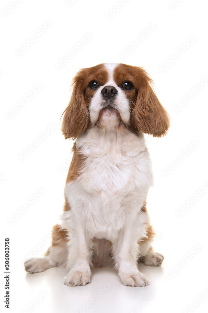 Cavalier King Charles Spaniel dog sitting isolated on a white background