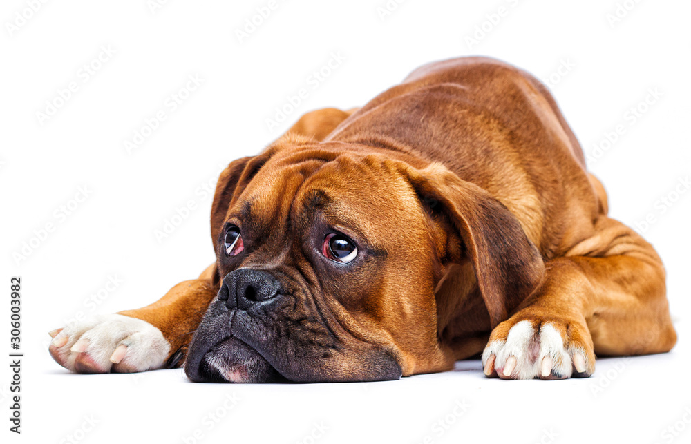 sad dog lies and looks up on isolated on a white background, breed German boxer sad dog lies and looks up on isolated on a white background, breed German boxer