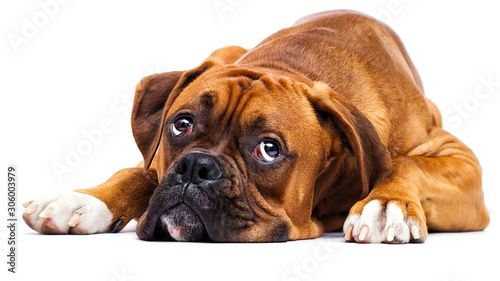 Fotografie, Obraz sad dog lies and looks up on isolated on a white background