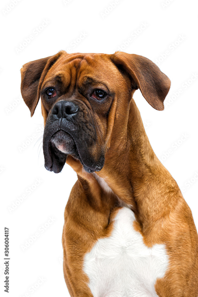 boxer dog looks up isolated on a white background