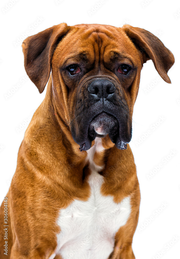 boxer dog looks up isolated on a white background