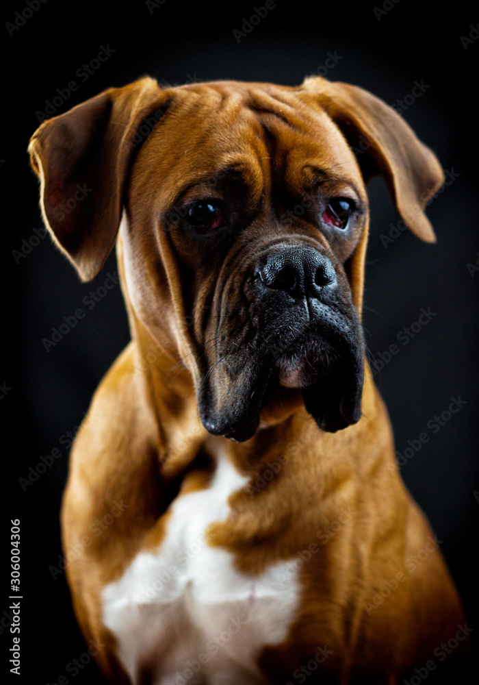 boxer dog looks on a black background