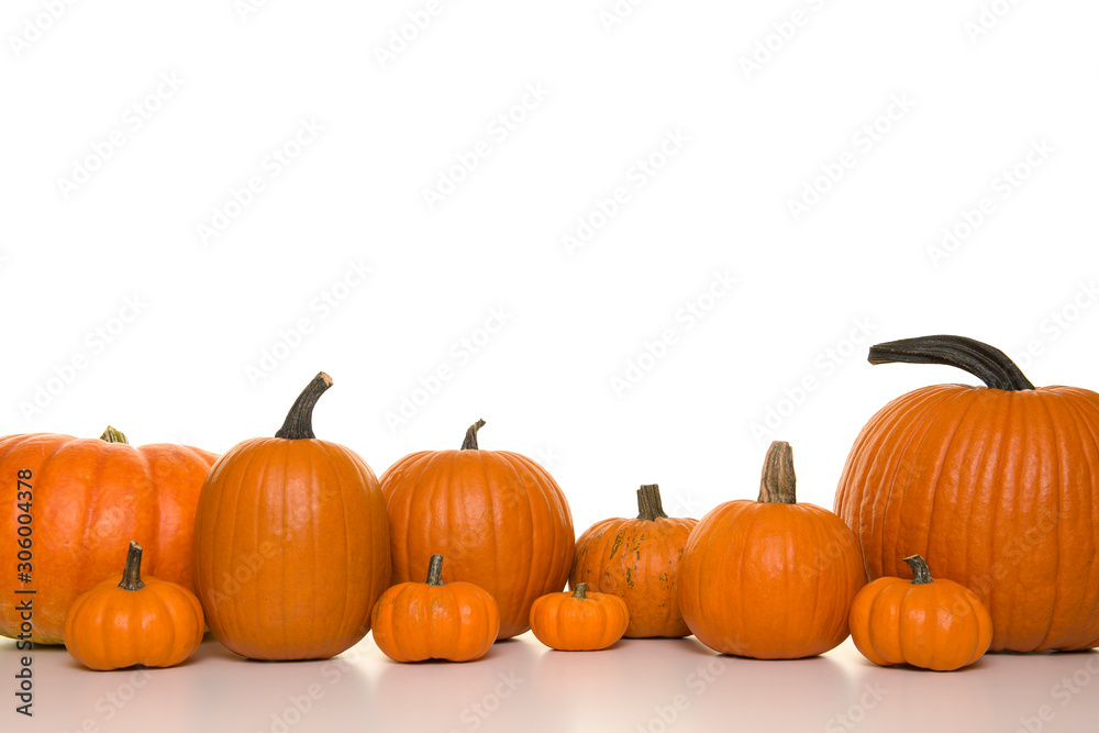 Obraz premium Orange pumpkins in a row on a white background