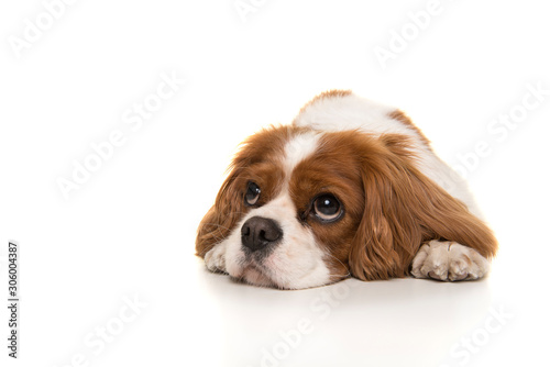 Fotografia Adorable Cavalier King Charles Spaniel dog lying down on the floor looking away